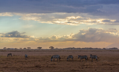 Fototapeta premium Zebras in the twilight in savannah. Amboseli national park. Kenya