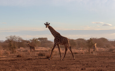 Giraffe standing and looking in the camera. Two giraffes are in the background. Sunset in savannah. Amboseli national park. Kenya