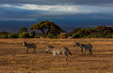 Naklejka na ściany i meble Zebras standing and going in the evening with dark sky and yellow grass in savannah. Amboseli national park, Kenya