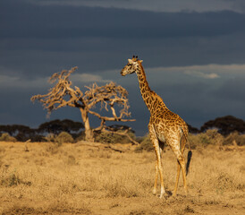 Giraffe standing in savannah in the evening. A tree and dark-blue sky in the background. Amboseli national park. Kenia