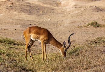 Naklejka premium Antelope eating grass in savannah. Amboseli national park. Kenya