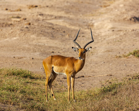 One antelope is standing in savannah alone in Amboseli national park, Kenya