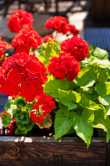 Fototapeta premium red pelargonium