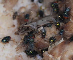 Flies and food scraps that are sucking ,macro insects