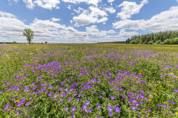 Obraz premium Nature reserve of Rotenbach meadows in High Black Forest.