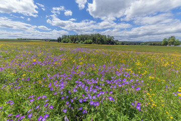 Nature reserve of Rotenbach meadows in High Black Forest.