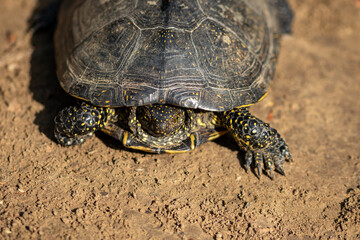 Emys orbicularis (European bog turtle) on the sand