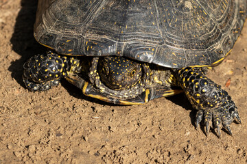 Emys orbicularis (European bog turtle) on the sand