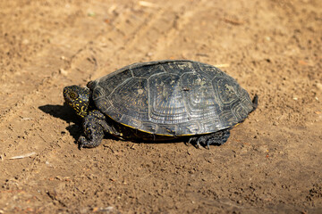 Emys orbicularis (European bog turtle) on the sand