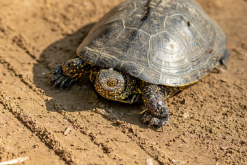 Emys orbicularis (European bog turtle) on the sand