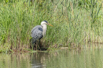 Grey heron on lookout at edge of pond.