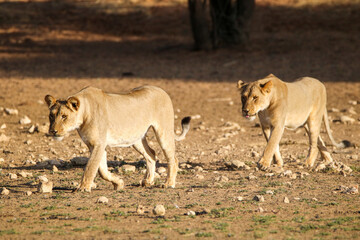 Lioness in the Kgalagadi, South Africa