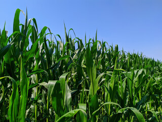 corn stalks on the field in summer