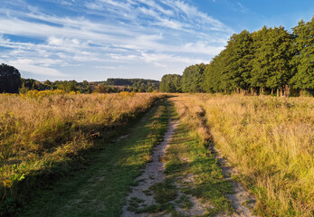 Fototapeta na wymiar road in a field near the trees
