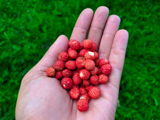 a handful of ripe strawberries