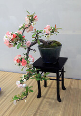 Blooming banzai tree in the pot