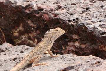 Oriental garden lizard on a sea fort rock