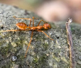 Weaver ants