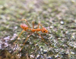 Weaver ants