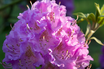 pink rhododendron flower closeup selective focus