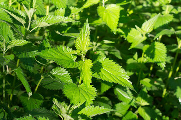Utrica dioica, stinging nettles leaves closeup selective focus