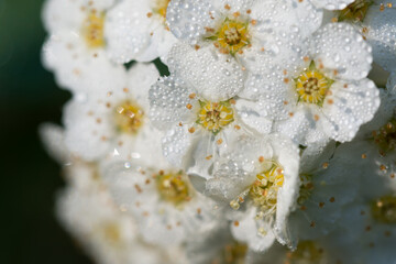 Crataegus,  hawthorn white flowers macro closeup selective focus