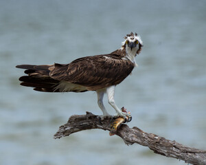 Osprey with dark brown back, white head and legs, and yellow eyes is staring forward as it holds a freshly caught fish on a tree branch against blurred water background.