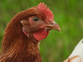 Chicken