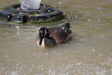 Goose enjoying fountain in pond