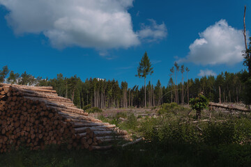 Fototapeta premium Waldnotlage, Zustand schlecht, Borkenkäferbefall, Holzeinschlag, Fichtenmonokultur,