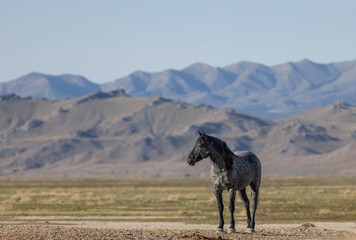 Fototapeta premium Majestic Wild Horse in Spring in the Utah Desert