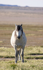 Majestic Wild Horse in Spring in the Utah Desert