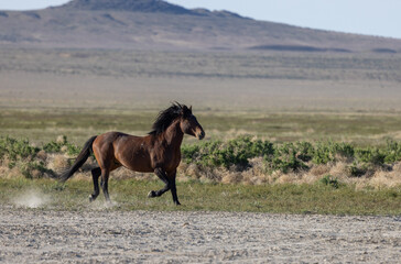 Majestic Wild Horse in Spring in the Utah Desert