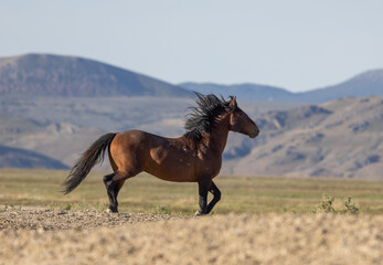 Fototapeta na wymiar Majestic Wild Horse in Spring in the Utah Desert