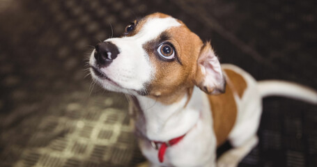 Close up of small brown and white pet dog in red collar looking up