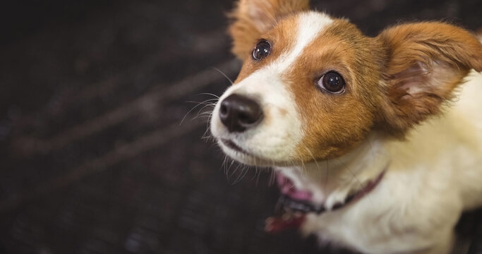 Close up of small brown and white pet dog looking up to camera - Powered by Adobe