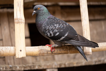 pigeon sitting in a bamboo home stock photo.
