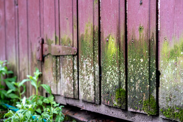 The wall of the barn is upholstered with small wooden painted boards, which are overgrown with green moss due to dampness and high humidity.