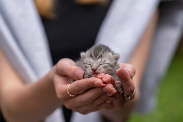 Adorable little newborn kitten sleeping in girl hands, close up. Very small cute one day old gray...