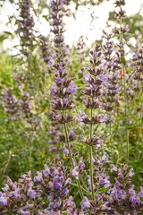 Salvia fruticosa