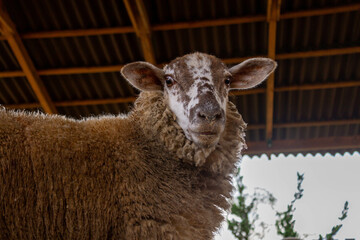 Brown sheep looking at camera with muzzle dirty with feed