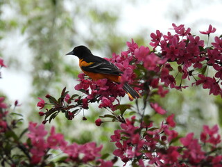 Oriole in Apple Blossoms