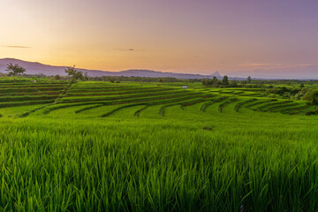 morning panorama in green rice fields and clear sky