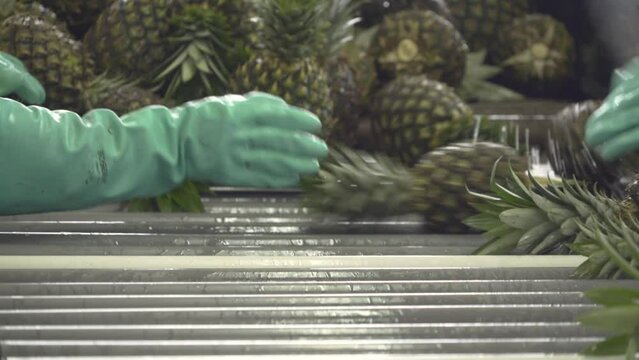 Pineaples in a conveyor belt being organized by working hands with gloves