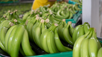 Fresh bananas in factory ready to export 2 - obrazy, fototapety, plakaty