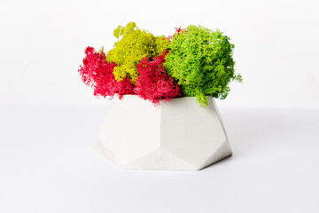 moss in concrete wood for interior design on white background