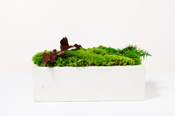 moss in white concrete on a white background for interior design