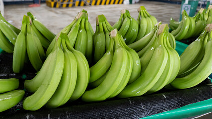 Fresh bananas in factory ready to export 5 - obrazy, fototapety, plakaty