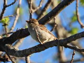 Sparrow