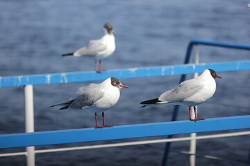 Seagulls sit on the railing.